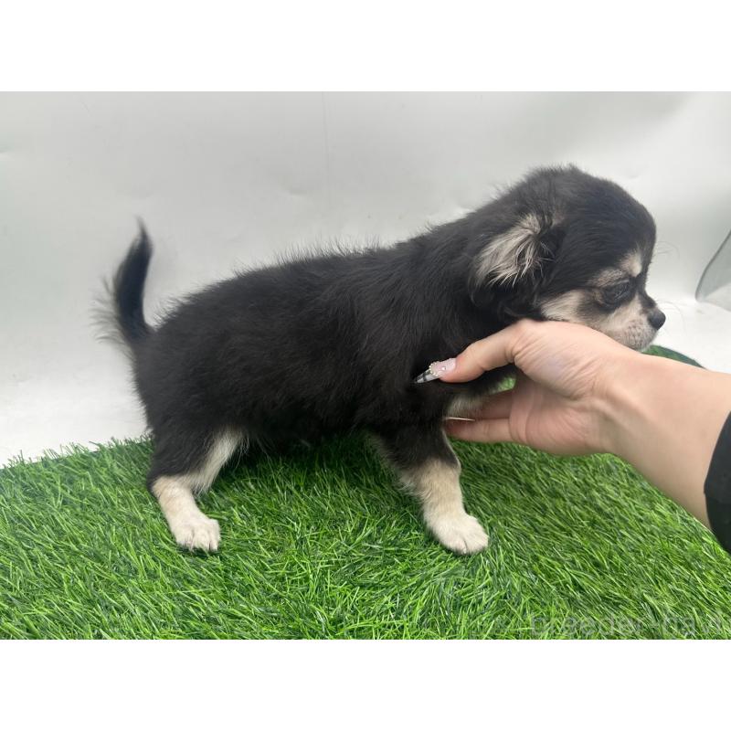 販売中の愛知県のチワワ(ロングコート)-429996の4枚目