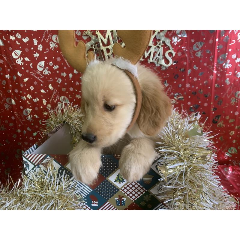 成約済の鹿児島県のゴールデンレトリーバー-427691の3枚目