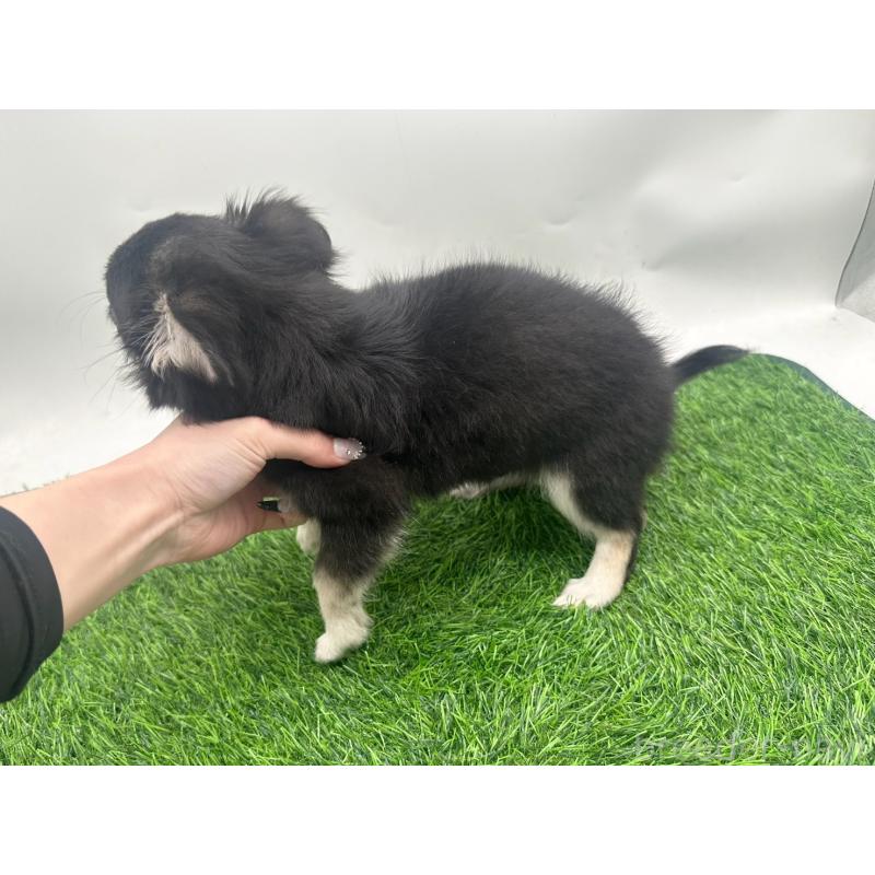 販売中の愛知県のチワワ(ロングコート)-429996の2枚目