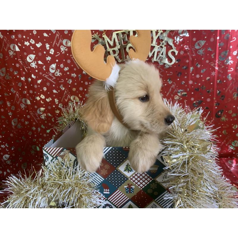 成約済の鹿児島県のゴールデンレトリーバー-427691の2枚目