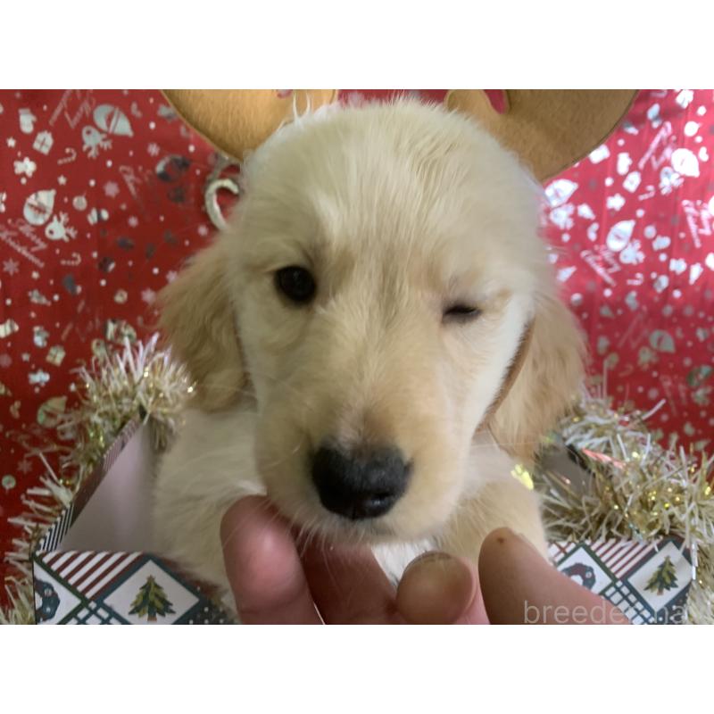 成約済の鹿児島県のゴールデンレトリーバー-427690の5枚目