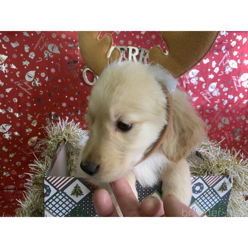 成約済の鹿児島県のゴールデンレトリーバー-427690の4枚目