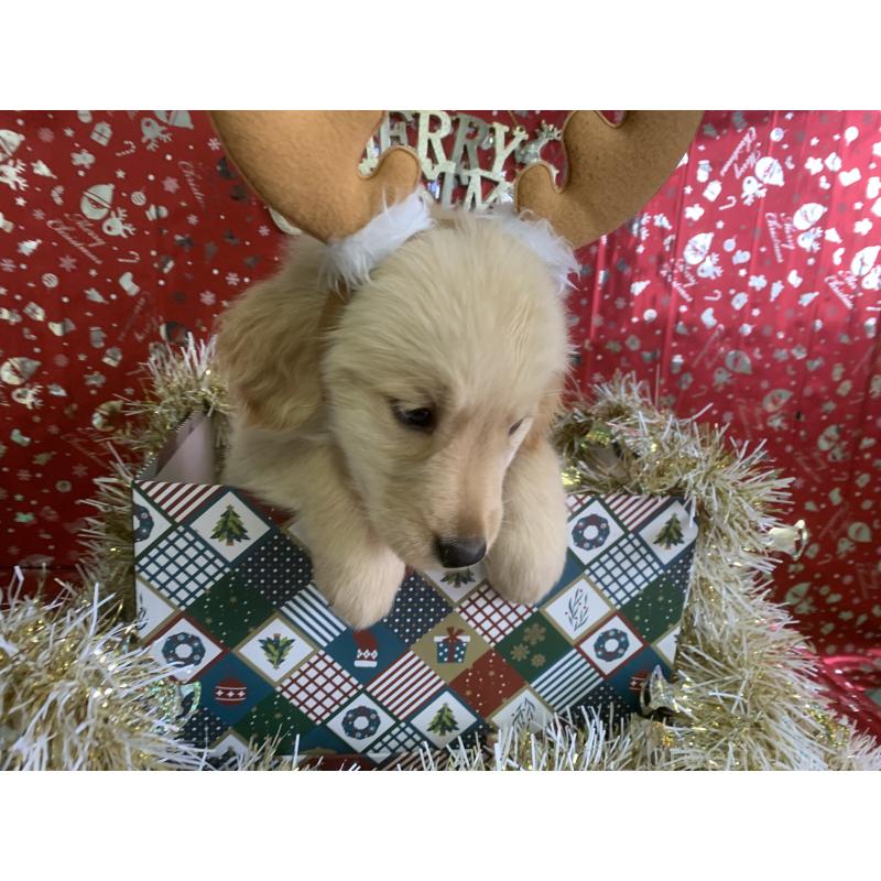 成約済の鹿児島県のゴールデンレトリーバー-427690の2枚目