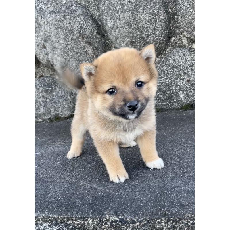 販売中の大分県の豆柴-426611の4枚目