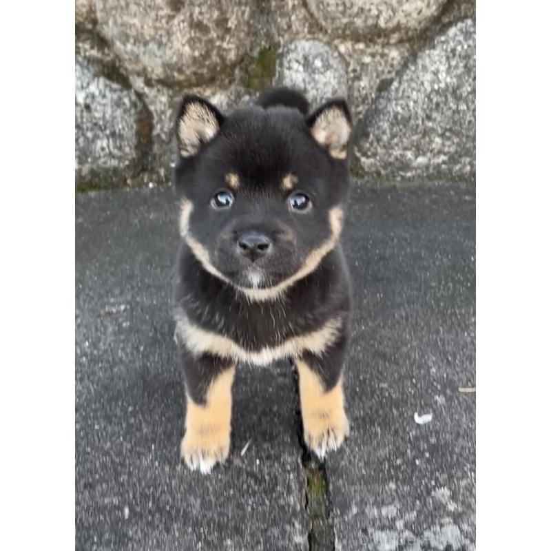 販売中の大分県の豆柴-426610