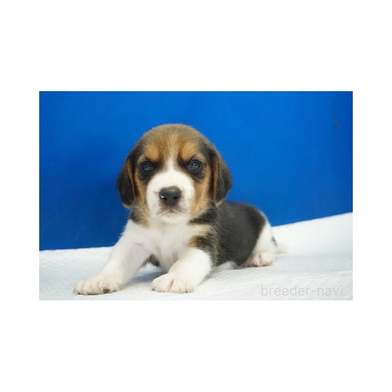 販売中の愛知県のビーグル-429999