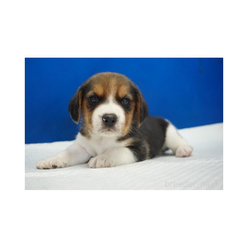 販売中の愛知県のビーグル-429999の5枚目