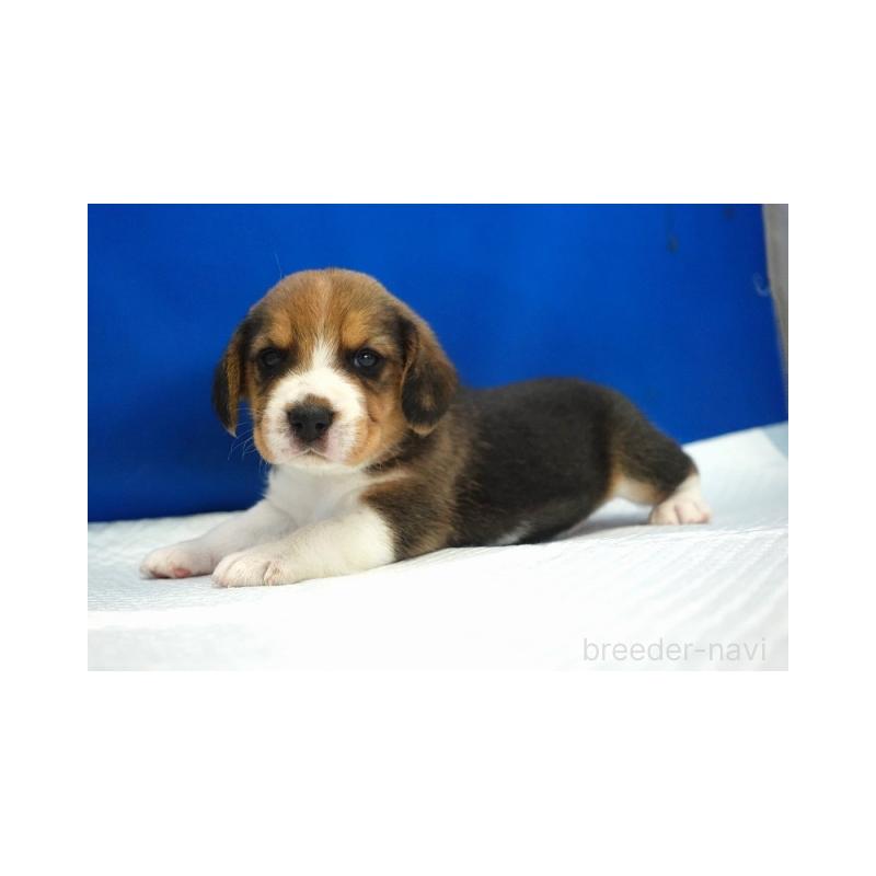 販売中の愛知県のビーグル-429999の4枚目