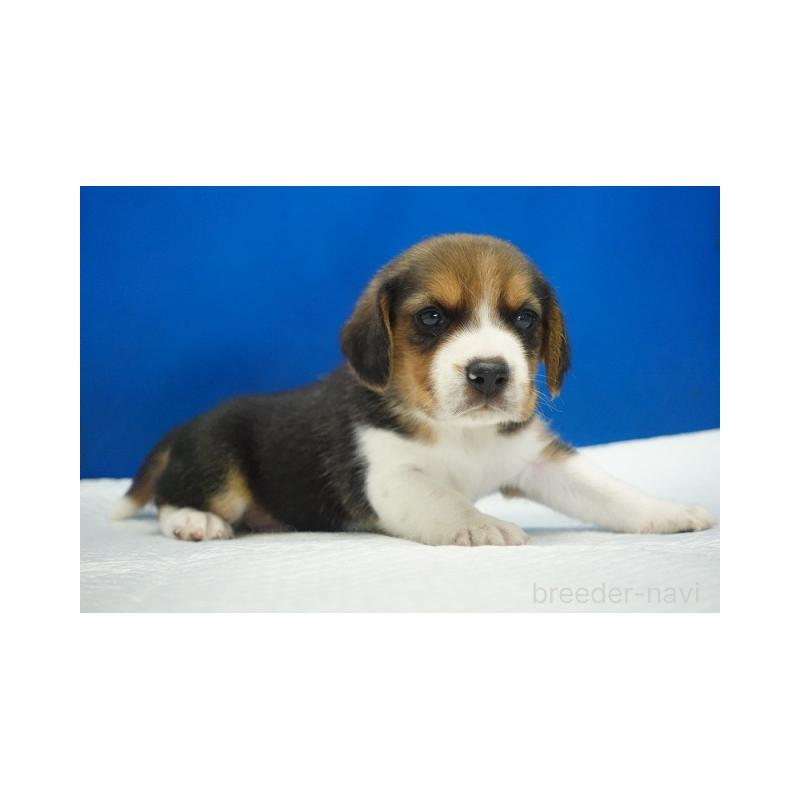 販売中の愛知県のビーグル-429999の3枚目