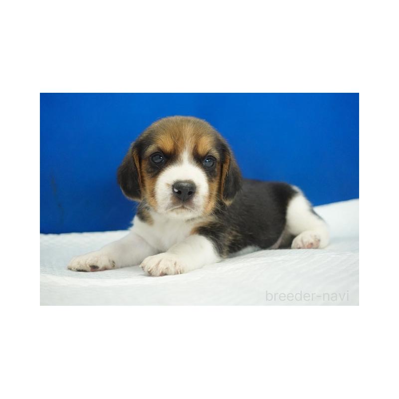 販売中の愛知県のビーグル-429999の2枚目