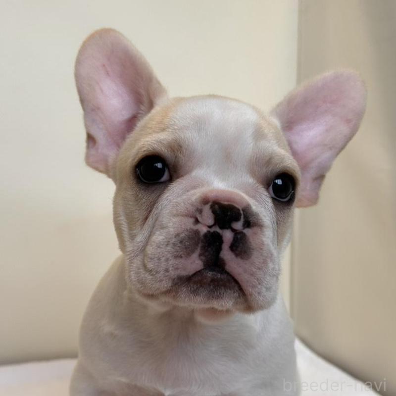 販売中の東京都のフレンチブルドッグ-420070の1枚目