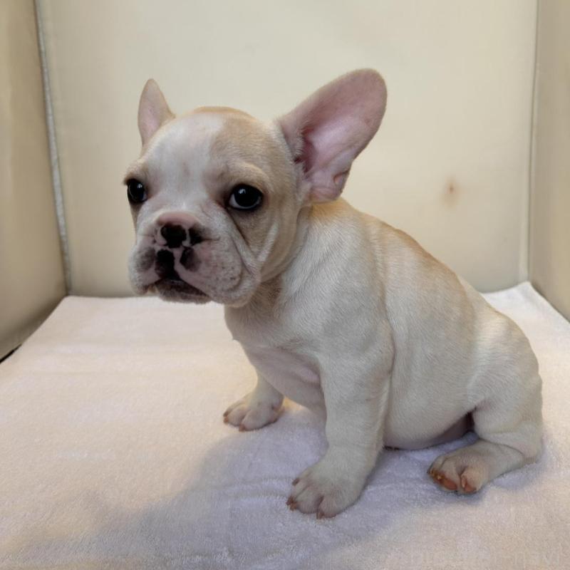 販売中の東京都のフレンチブルドッグ-420070の9枚目