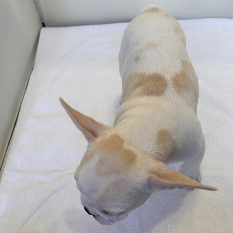 販売中の東京都のフレンチブルドッグ-420070の8枚目