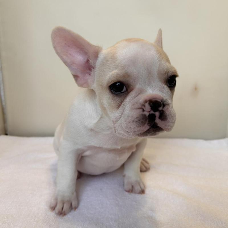 販売中の東京都のフレンチブルドッグ-420070の7枚目