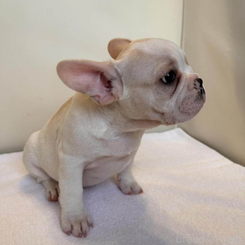 販売中の東京都のフレンチブルドッグ-420070の6枚目