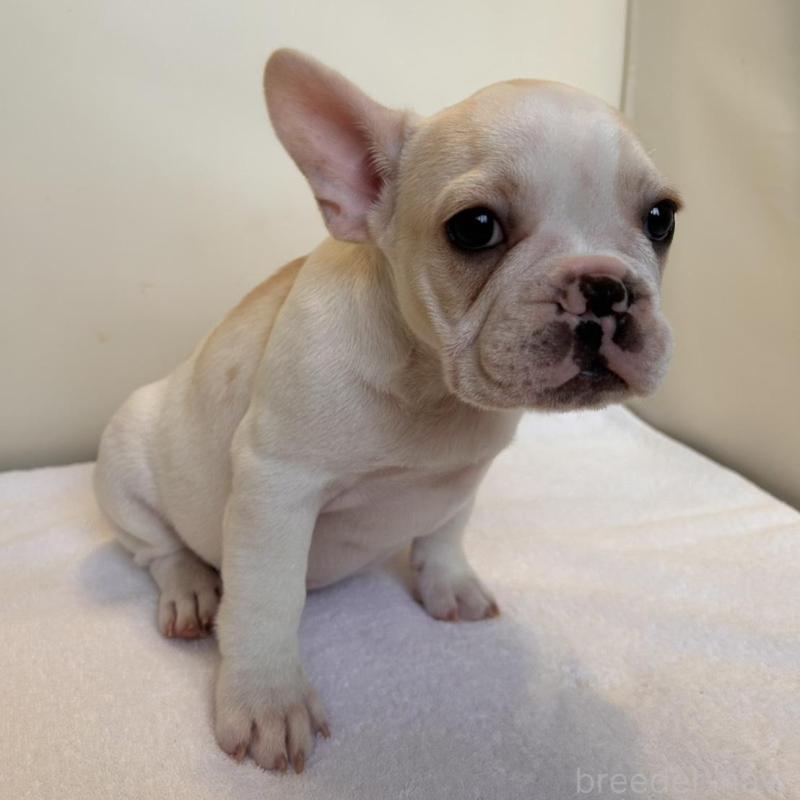 販売中の東京都のフレンチブルドッグ-420070の5枚目
