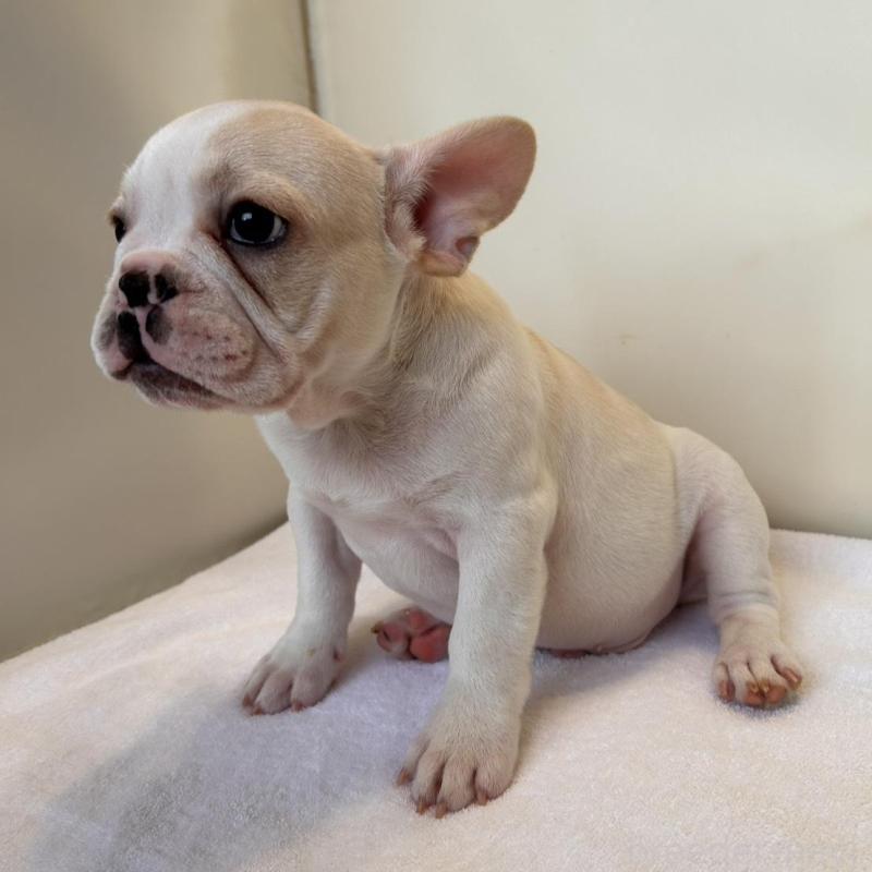 販売中の東京都のフレンチブルドッグ-420070の4枚目