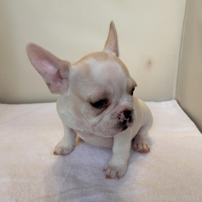 販売中の東京都のフレンチブルドッグ-420070の3枚目