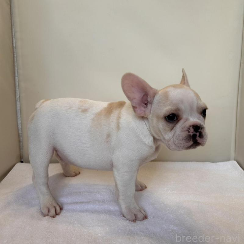 販売中の東京都のフレンチブルドッグ-420070の2枚目