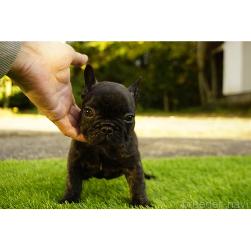 販売中の鹿児島県のフレンチブルドッグ-426009の17枚目