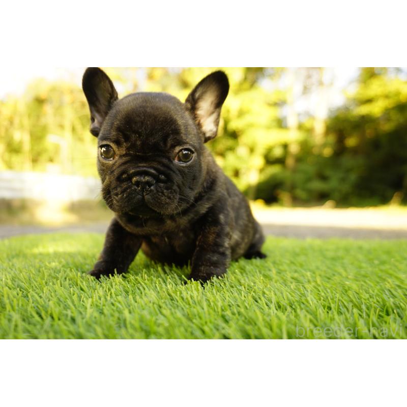 販売中の鹿児島県のフレンチブルドッグ-426009の16枚目