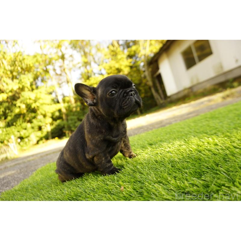 販売中の鹿児島県のフレンチブルドッグ-426009の15枚目