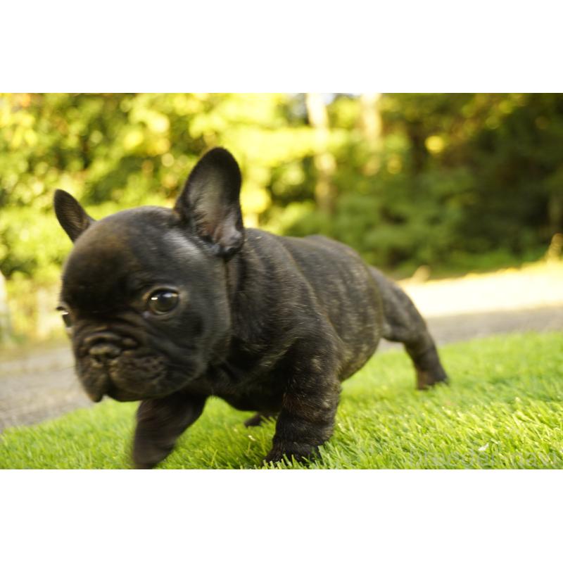 販売中の鹿児島県のフレンチブルドッグ-426009の14枚目