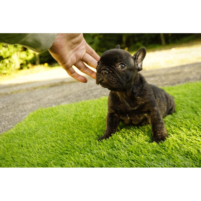 販売中の鹿児島県のフレンチブルドッグ-426009の13枚目