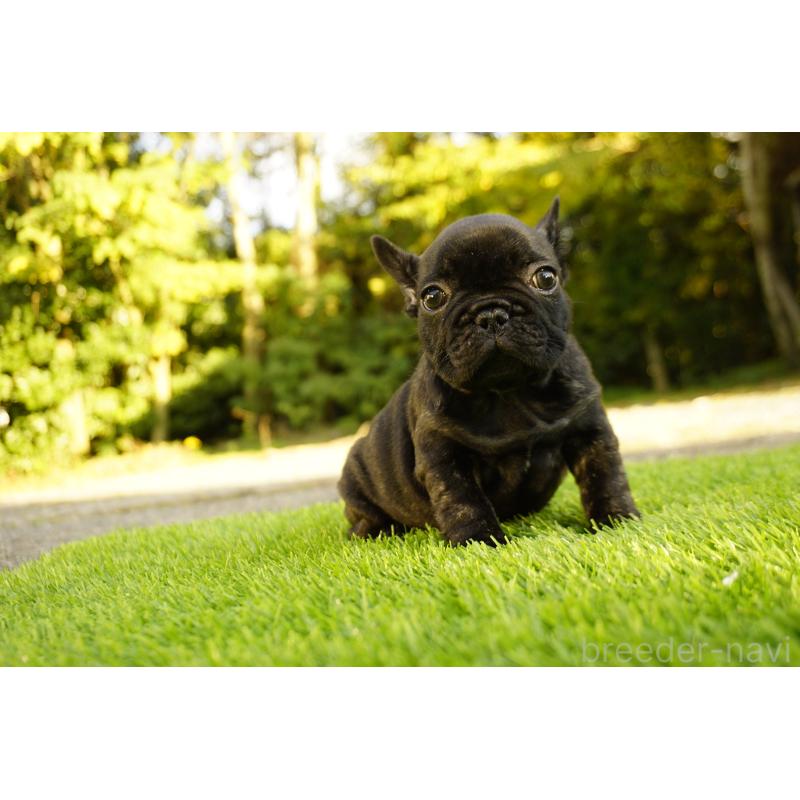 販売中の鹿児島県のフレンチブルドッグ-426009の12枚目