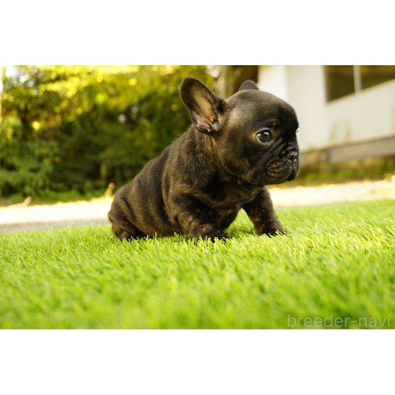 販売中の鹿児島県のフレンチブルドッグ-426009の11枚目