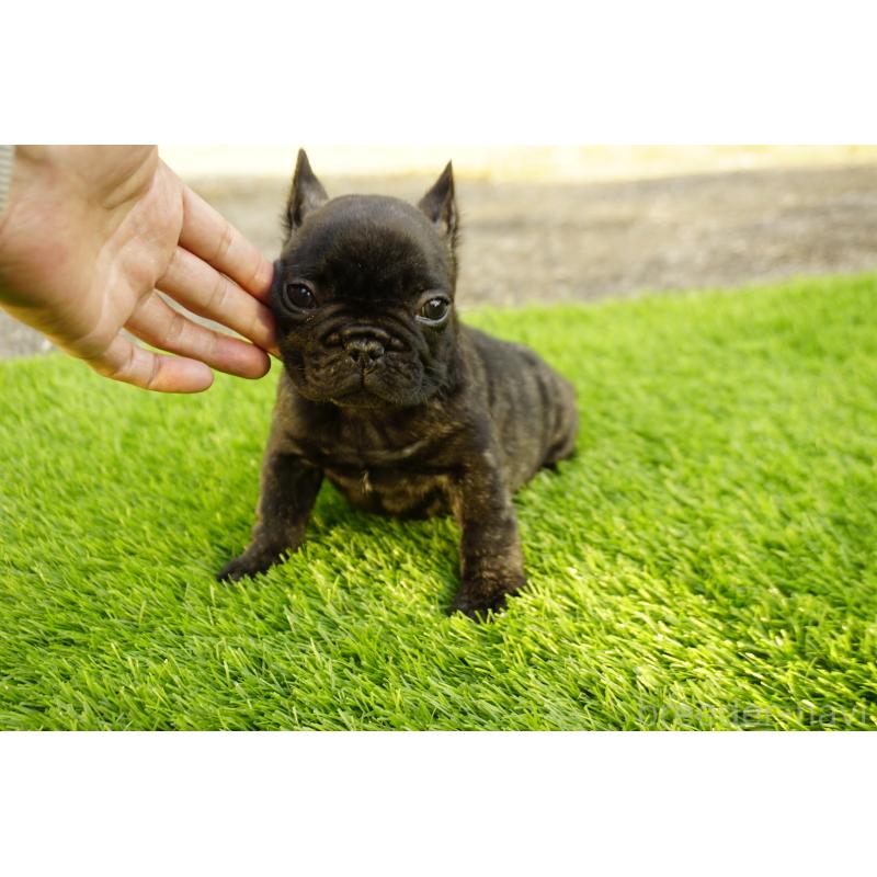 販売中の鹿児島県のフレンチブルドッグ-426009の10枚目