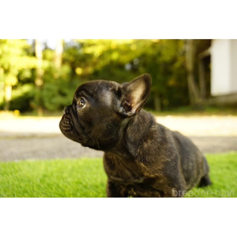 販売中の鹿児島県のフレンチブルドッグ-426009の9枚目