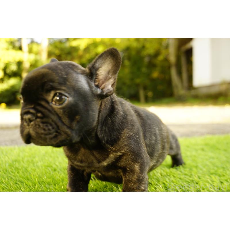 販売中の鹿児島県のフレンチブルドッグ-426009の8枚目