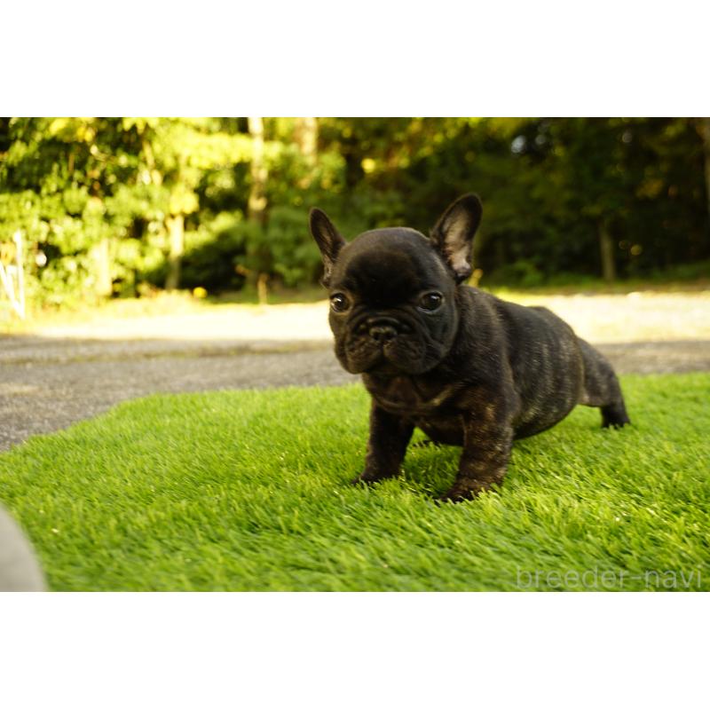 販売中の鹿児島県のフレンチブルドッグ-426009の7枚目