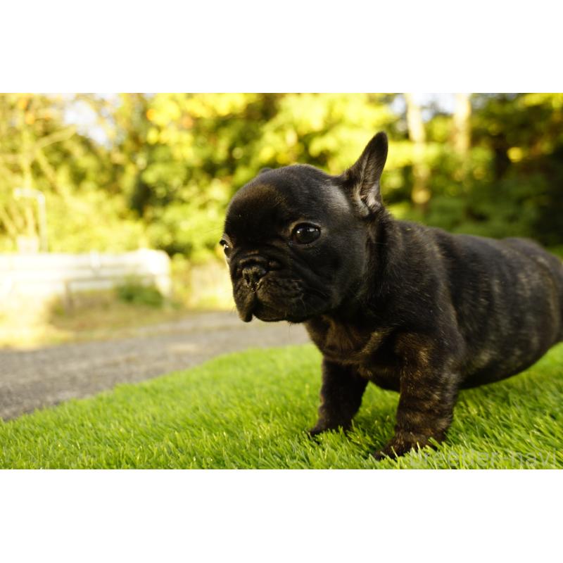 販売中の鹿児島県のフレンチブルドッグ-426009の6枚目