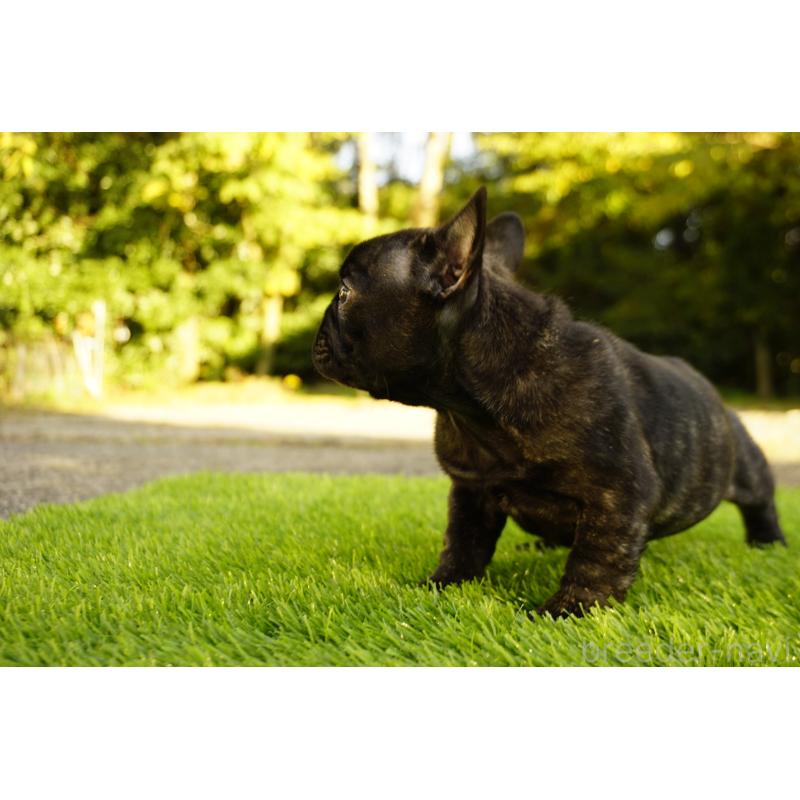 販売中の鹿児島県のフレンチブルドッグ-426009の5枚目