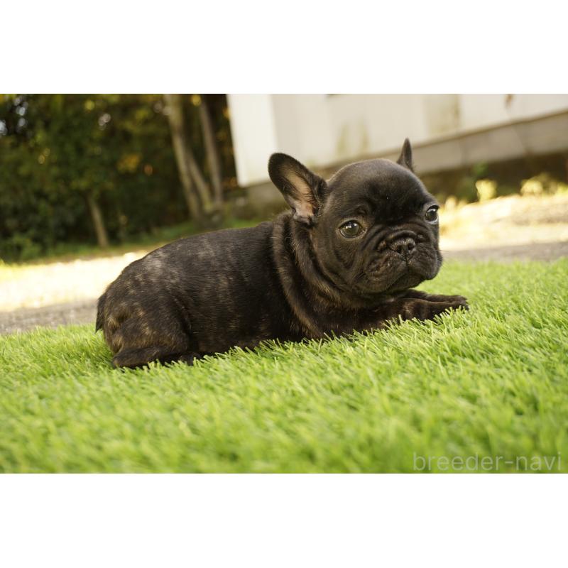 販売中の鹿児島県のフレンチブルドッグ-426009の4枚目