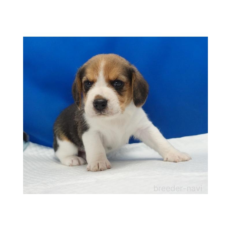 販売中の愛知県のビーグル-430000の4枚目