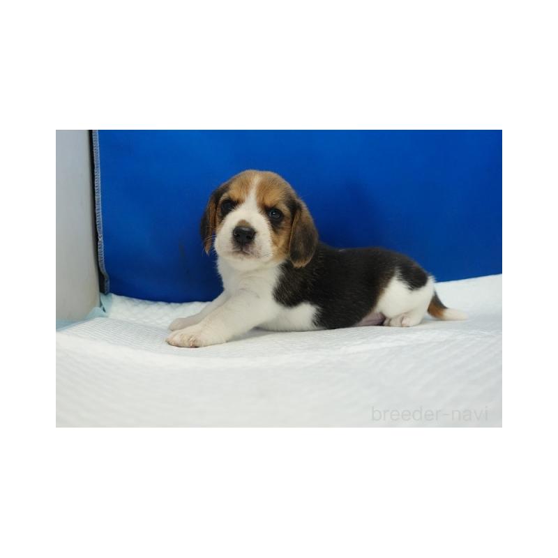販売中の愛知県のビーグル-430000の3枚目