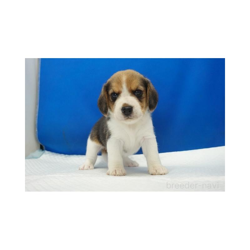 販売中の愛知県のビーグル-430000