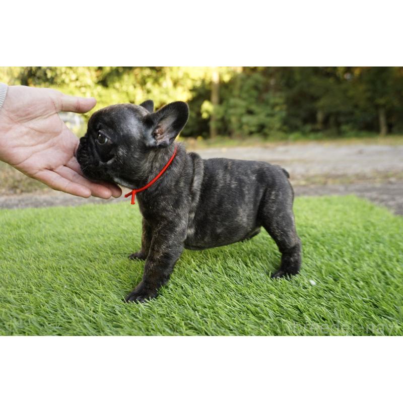 販売中の鹿児島県のフレンチブルドッグ-426007の11枚目