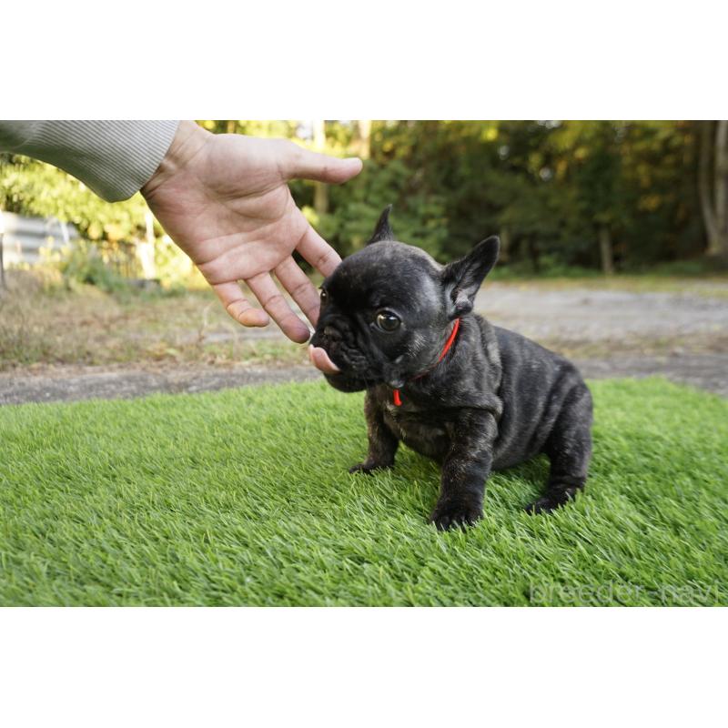 販売中の鹿児島県のフレンチブルドッグ-426007の10枚目