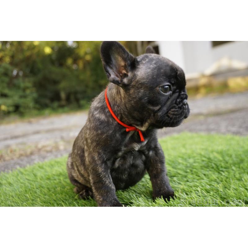 販売中の鹿児島県のフレンチブルドッグ-426007の9枚目