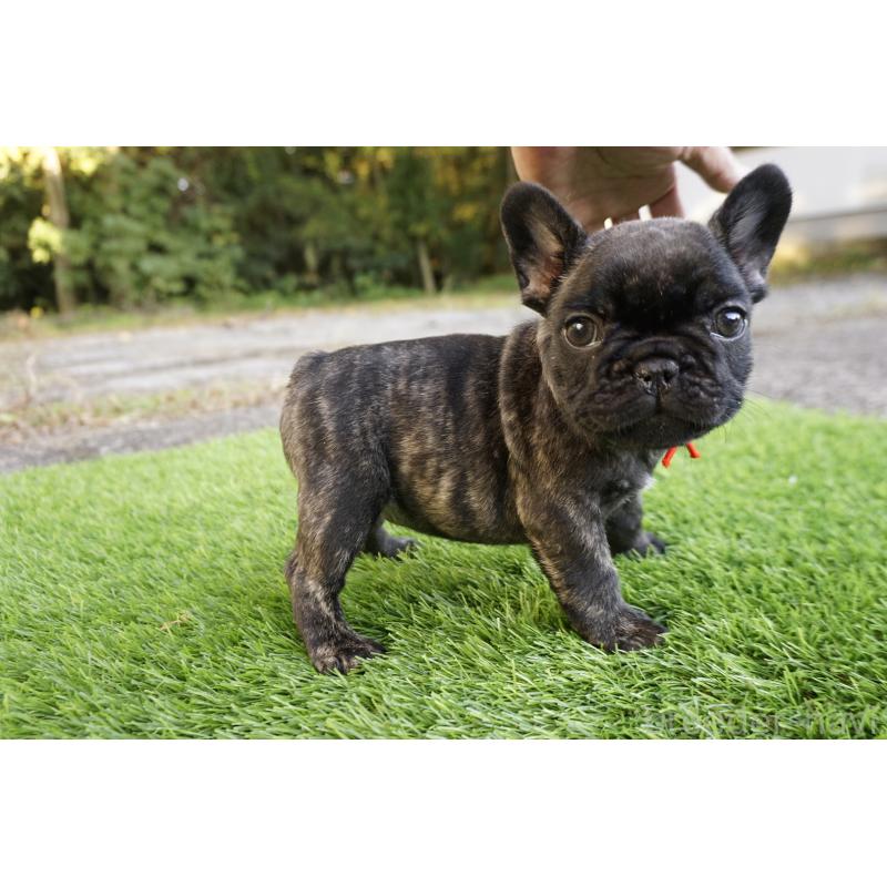 販売中の鹿児島県のフレンチブルドッグ-426007の8枚目