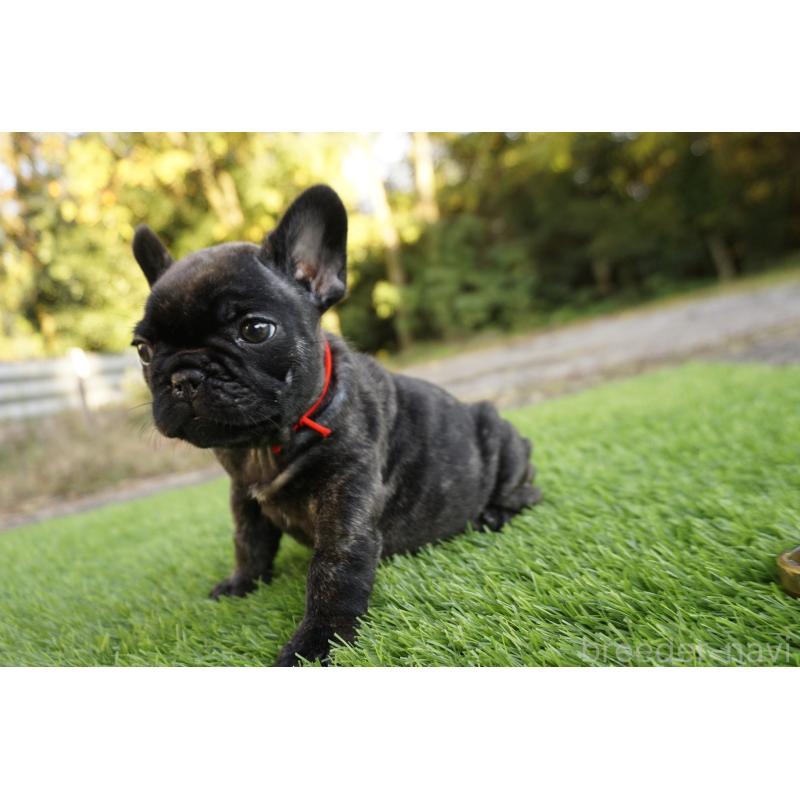 販売中の鹿児島県のフレンチブルドッグ-426007の7枚目