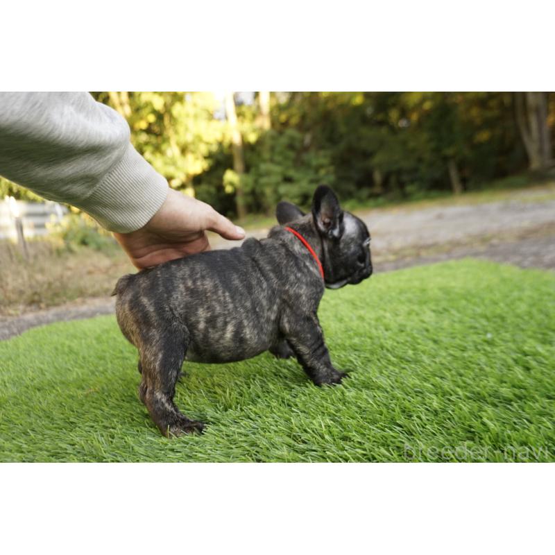 販売中の鹿児島県のフレンチブルドッグ-426007の6枚目