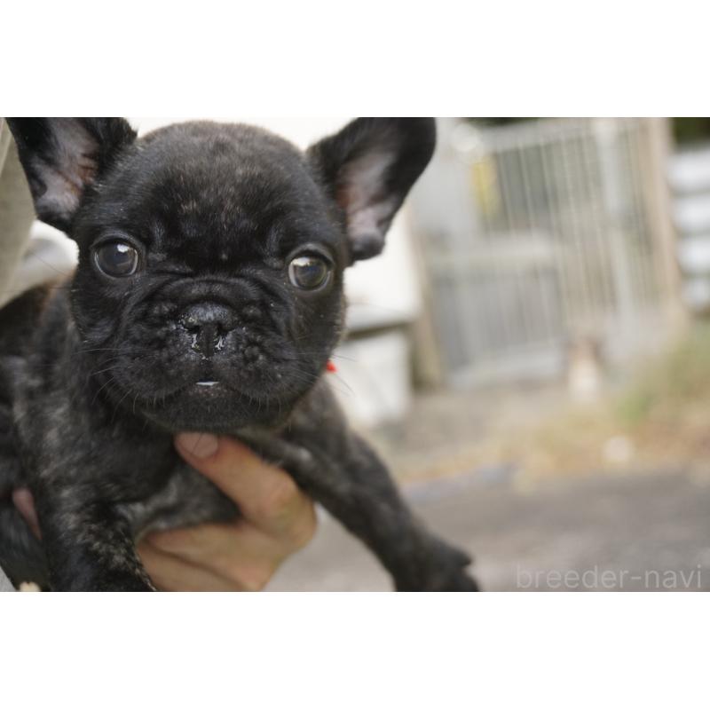 販売中の鹿児島県のフレンチブルドッグ-426007の5枚目