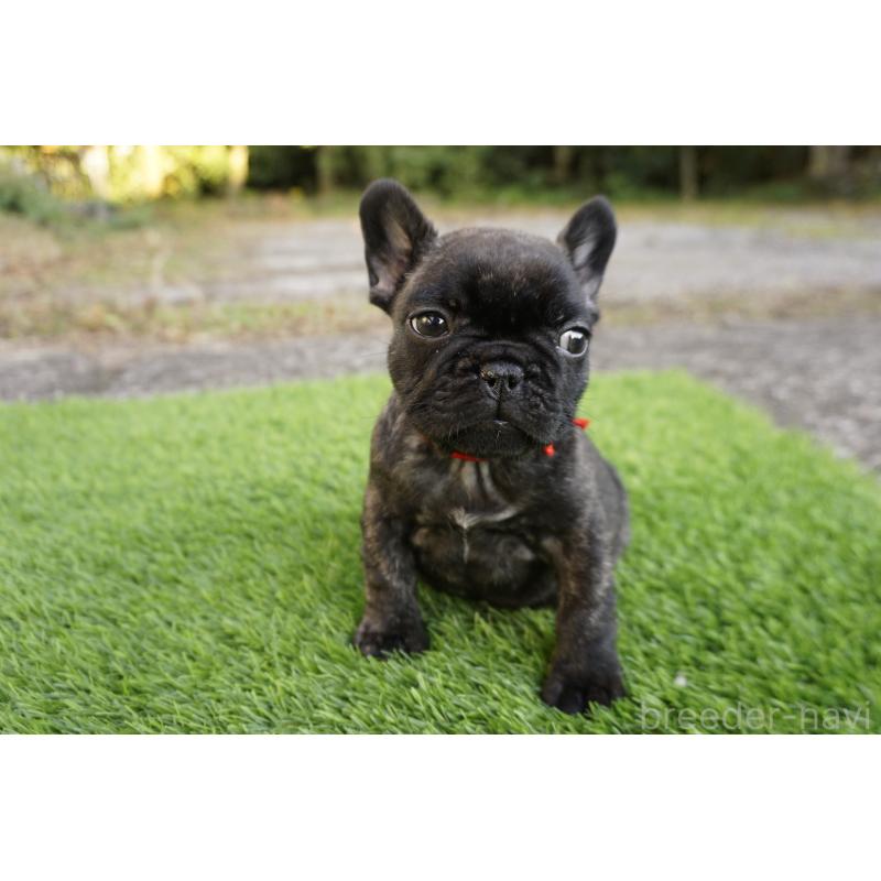 販売中の鹿児島県のフレンチブルドッグ-426007の4枚目