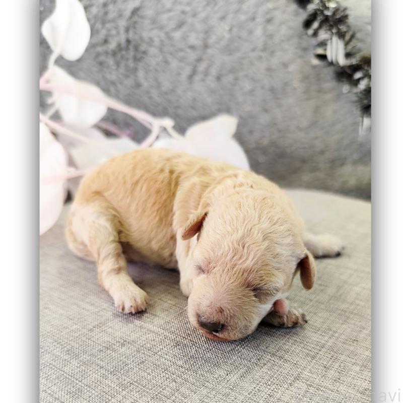 販売中の千葉県のトイプードル-430002