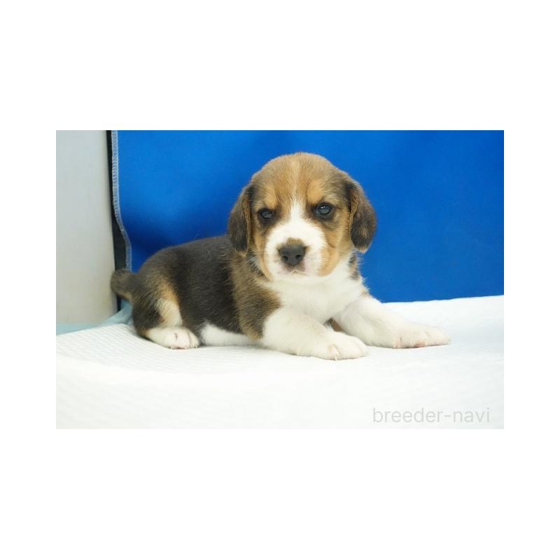 販売中の愛知県のビーグル-430001の4枚目